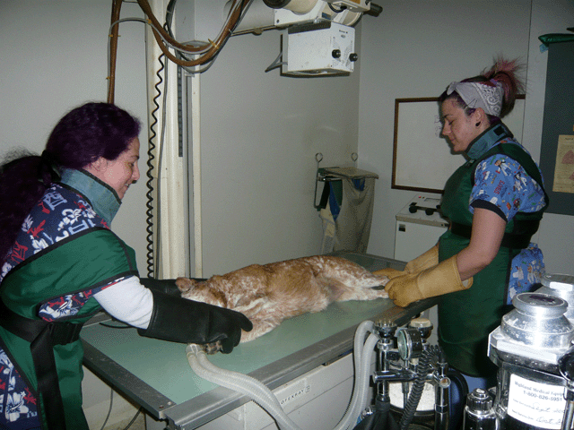 Sunnycrest Animal Care Center X-Ray Room