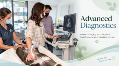 Advanced Diagnostics at Sunnycrest Animal Care Center