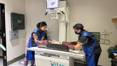 Sunnycrest staff positioning a dog for digital radiographs